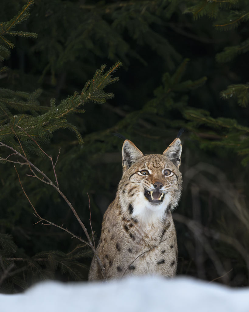 Luchs in freier Natur
