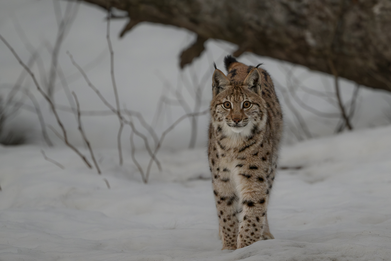 Luchs in freier Natur
