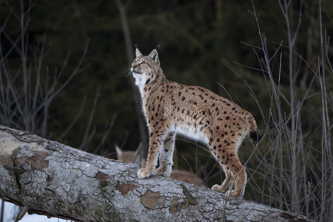 Luchs in freier Natur