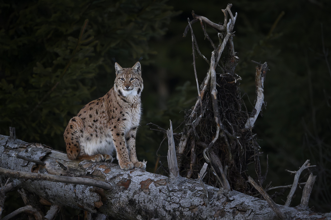 Luchs in freier Natur