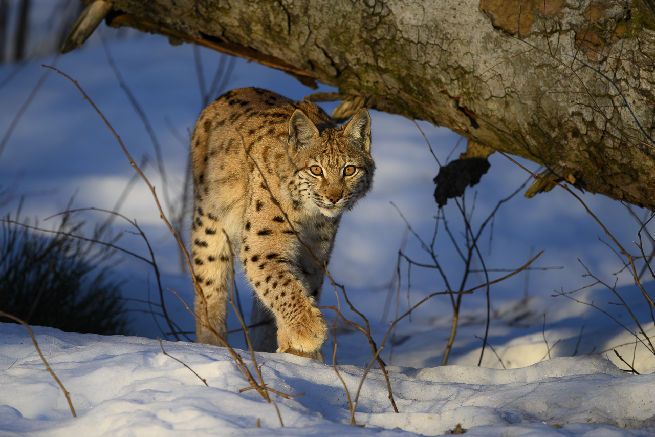 Luchs in freier Natur