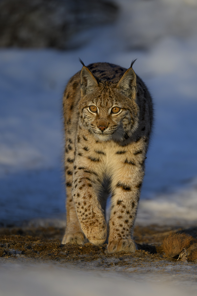 Luchs in freier Natur