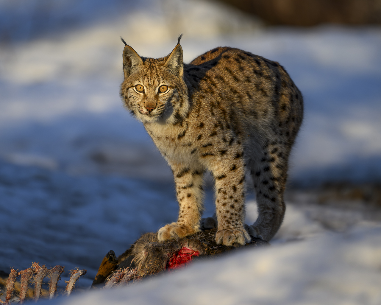 Luchs in freier Natur