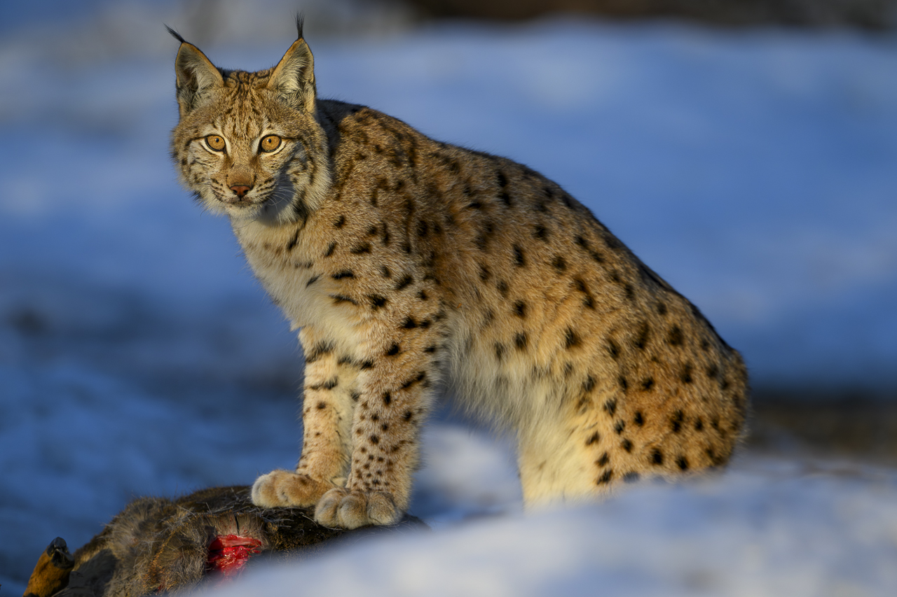 Luchs in freier Natur