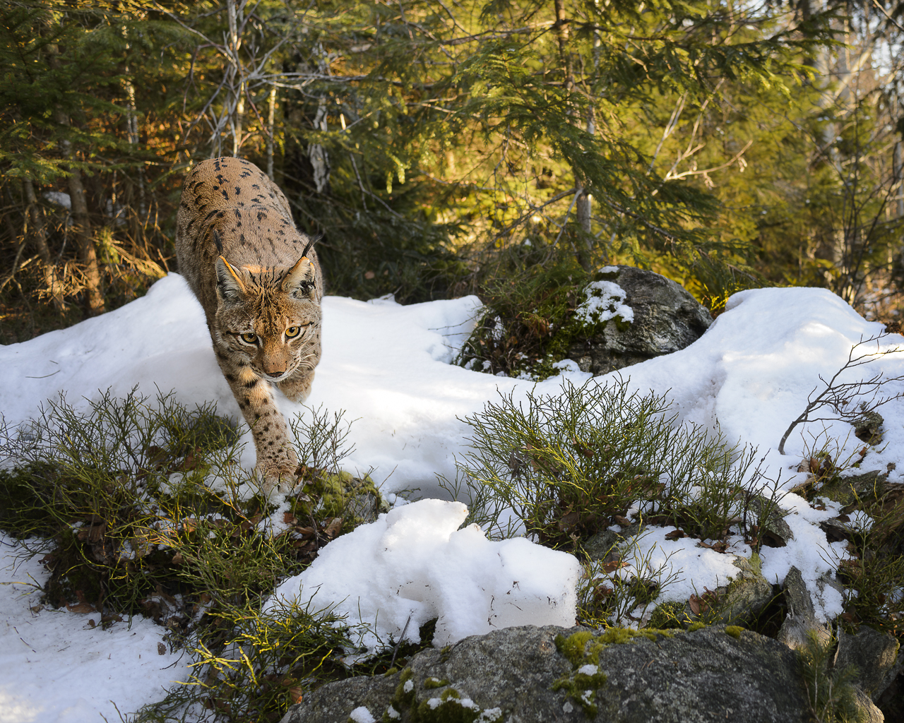 Luchs in freier Natur