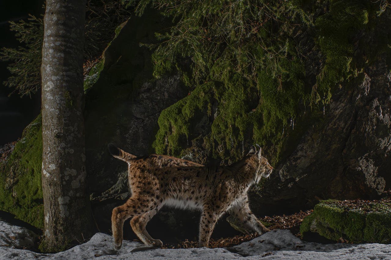 Luchs in freier Natur