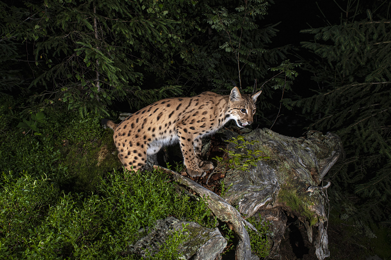 Luchs in freier Natur