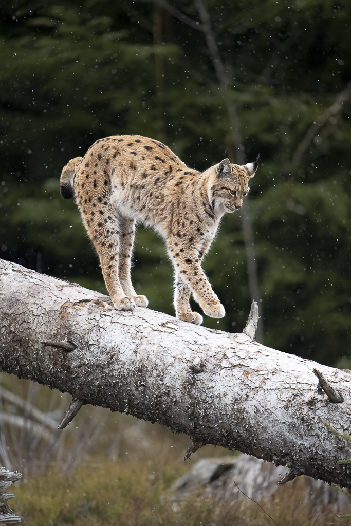 Luchs in freier Natur