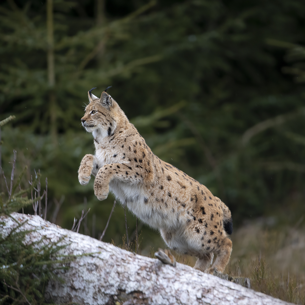 Luchs in freier Natur