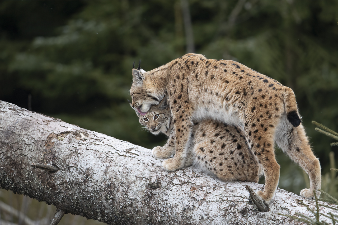 Luchs in freier Natur
