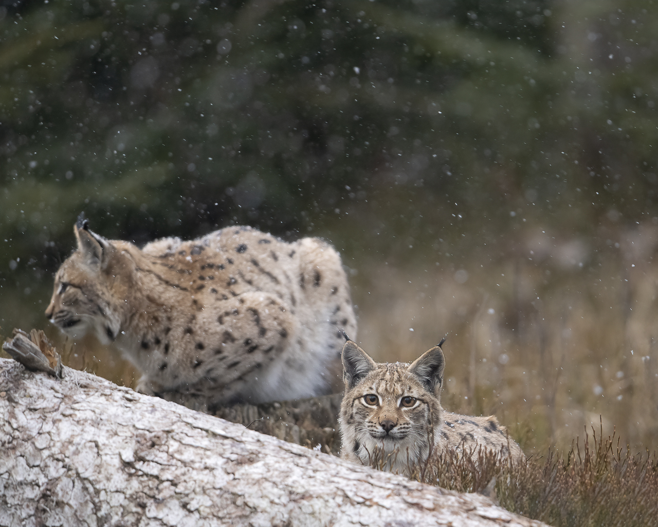 Luchs in freier Natur