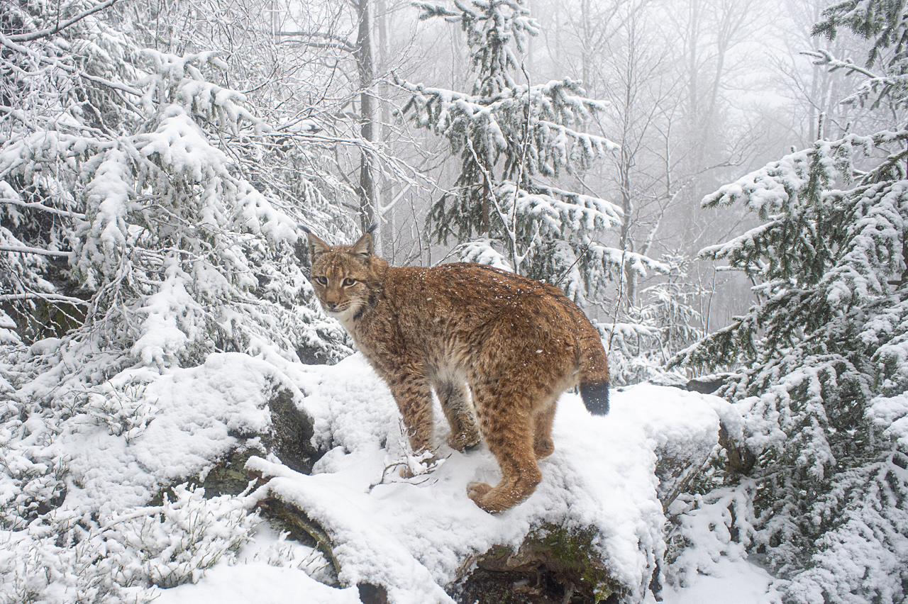 Luchs in freier Natur