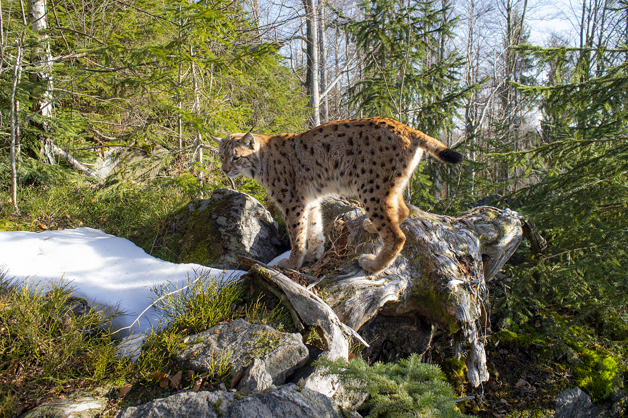 Luchs in freier Natur