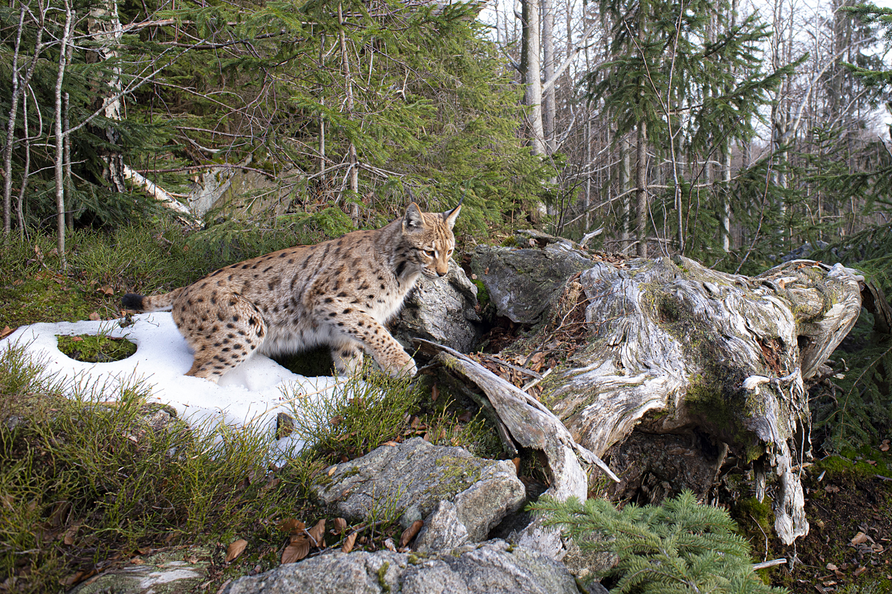 Luchs in freier Natur