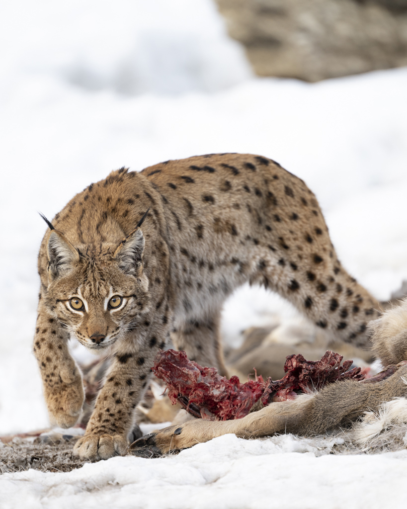 Luchs in freier Natur