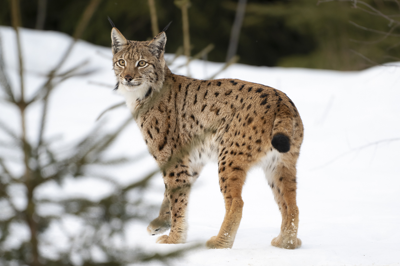 Luchs in freier Natur