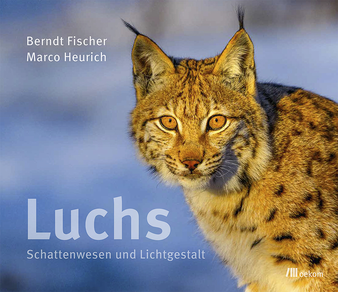 Luchs in freier Natur
