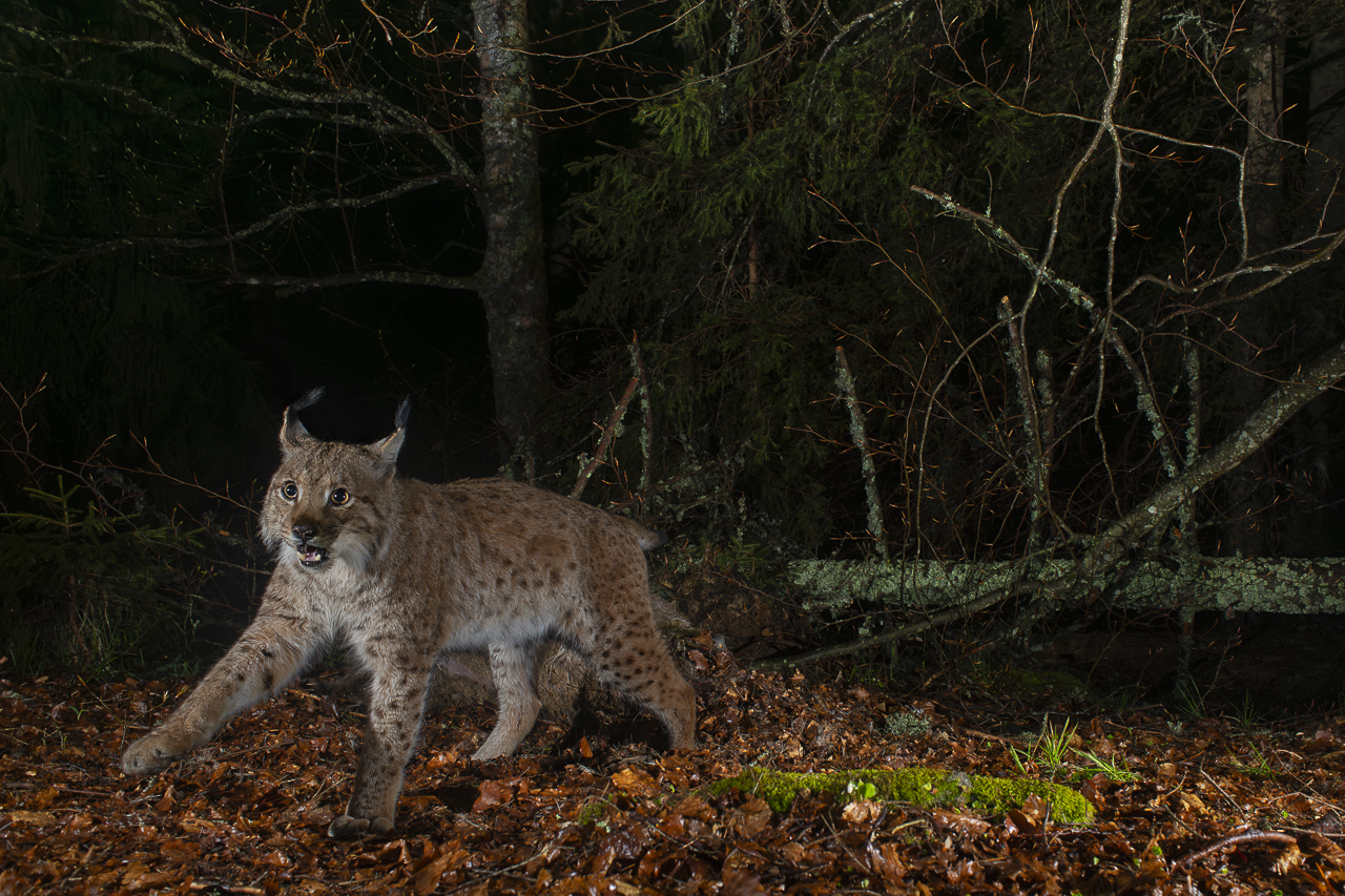 Luchs in freier Natur