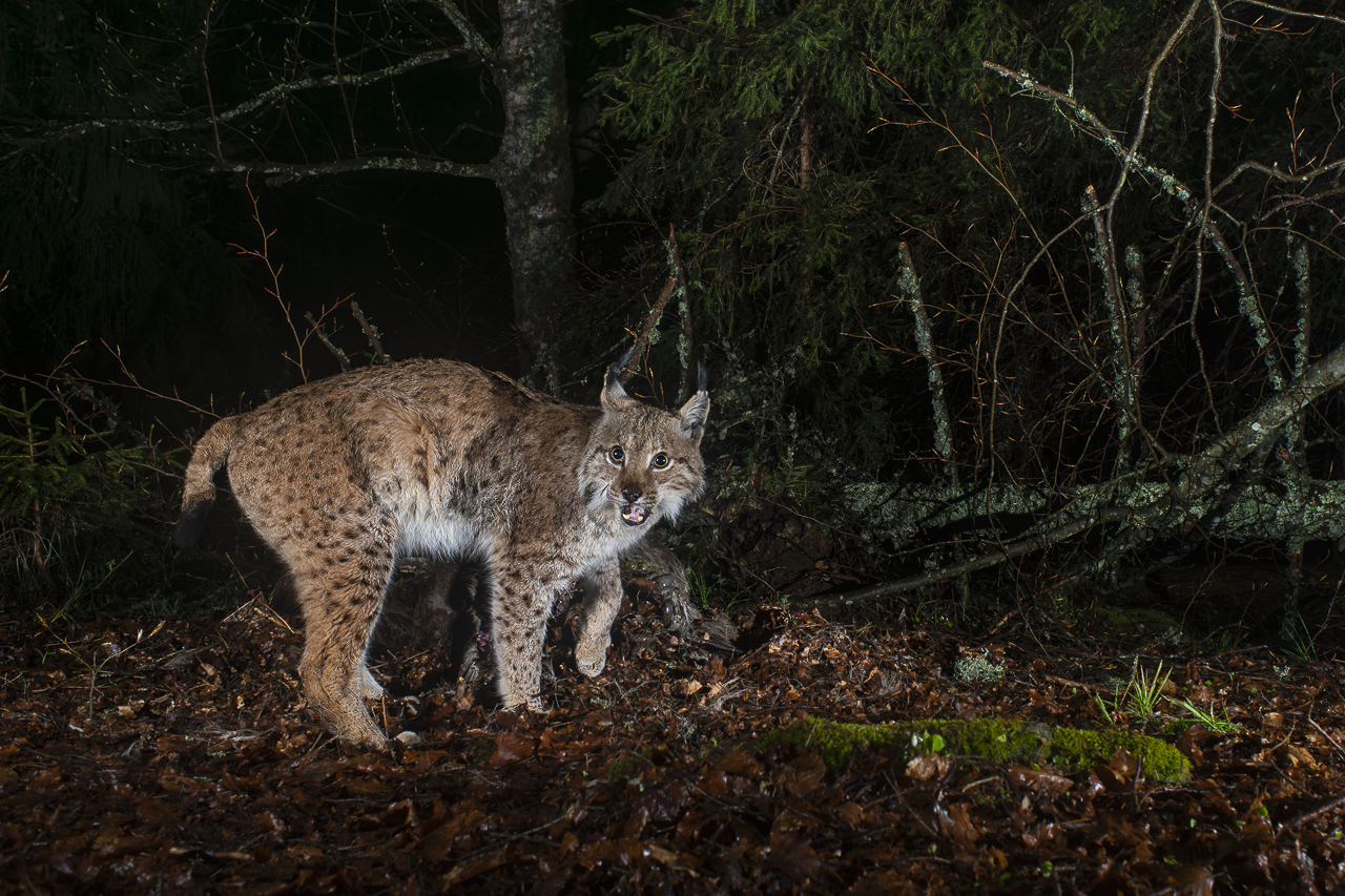 Luchs in freier Natur