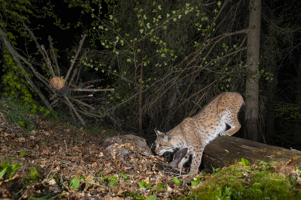 Luchs in freier Natur