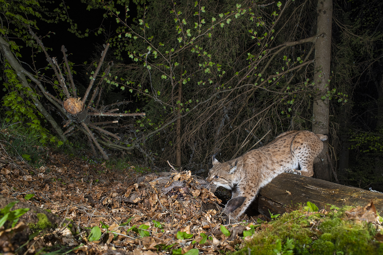 Luchs in freier Natur