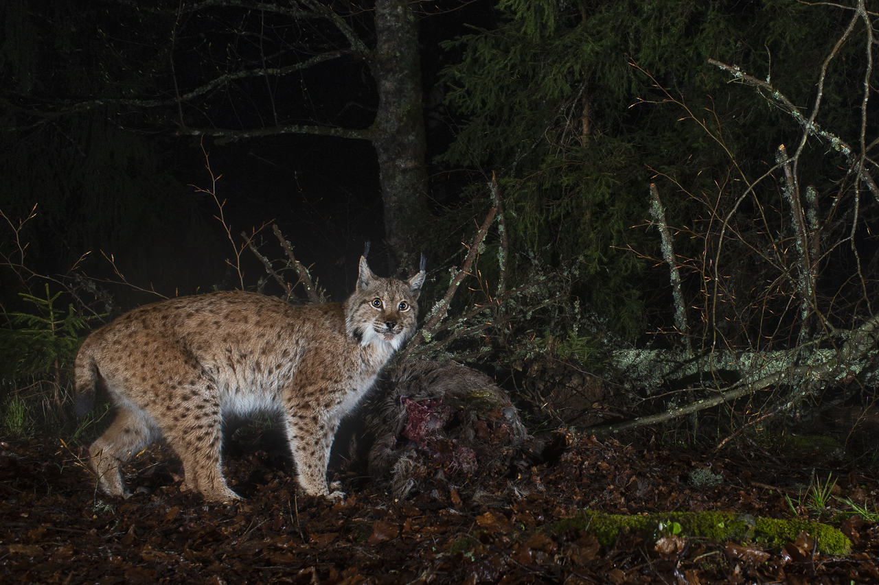 Luchs in freier Natur
