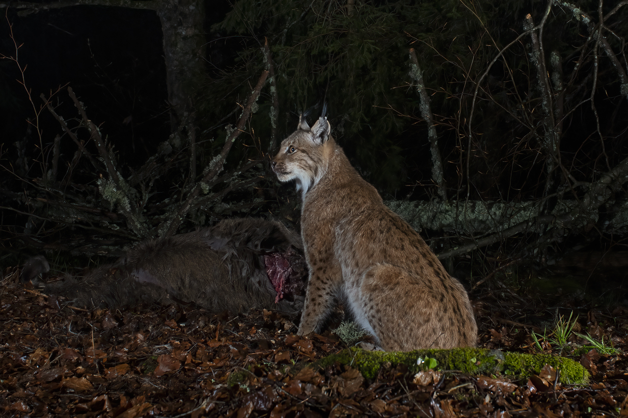 Luchs in freier Natur
