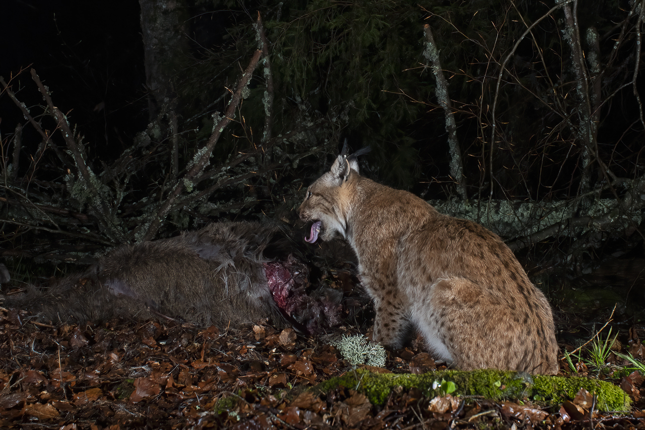 Luchs in freier Natur