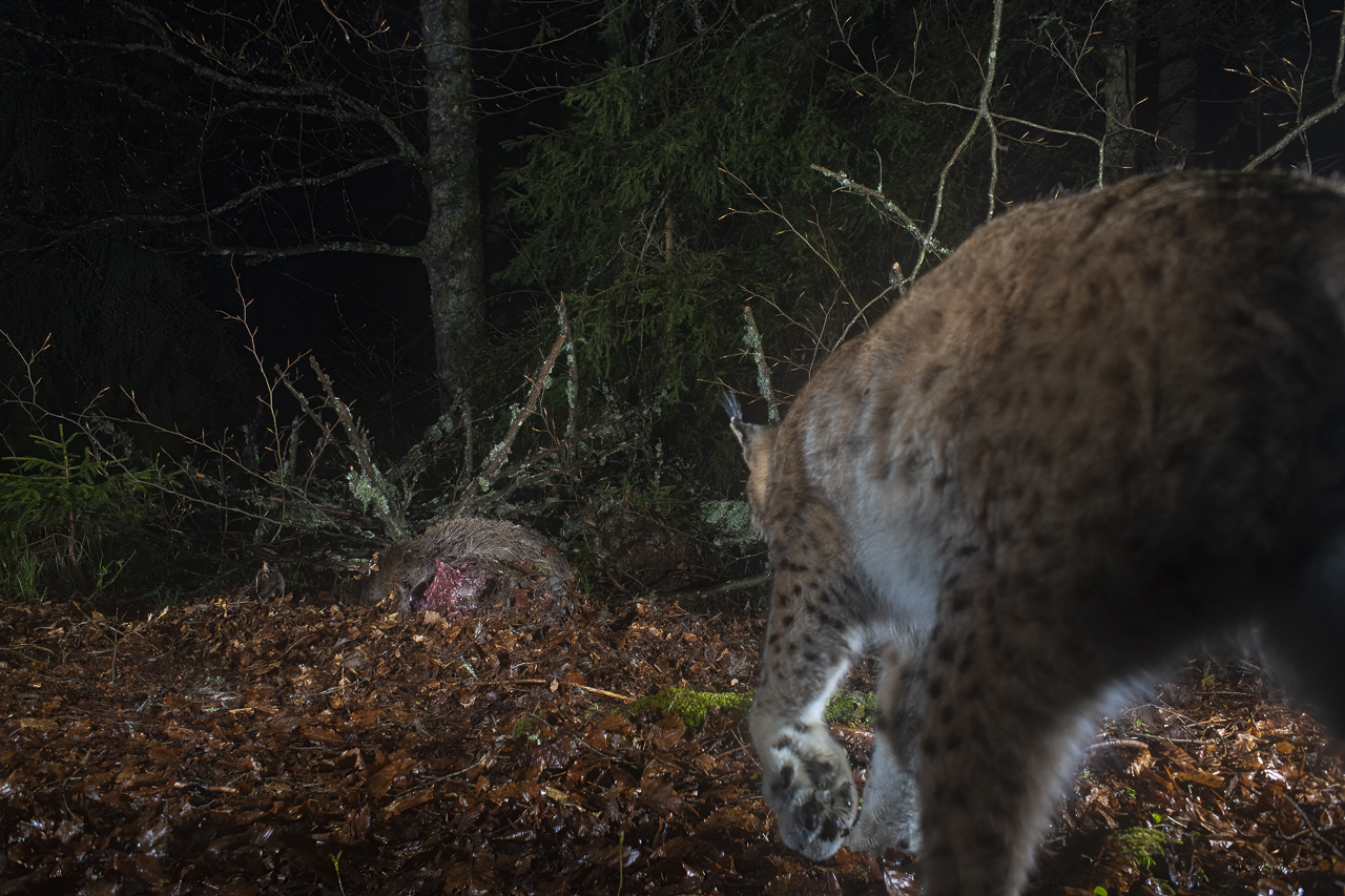 Luchs in freier Natur