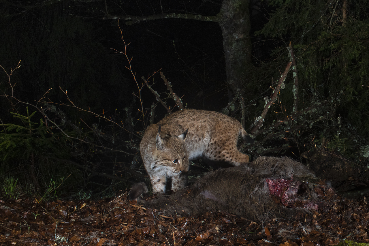 Luchs in freier Natur