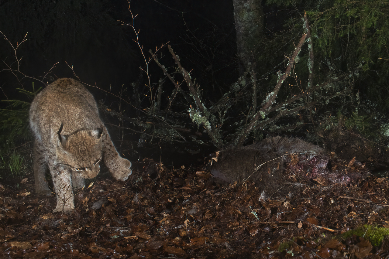 Luchs in freier Natur