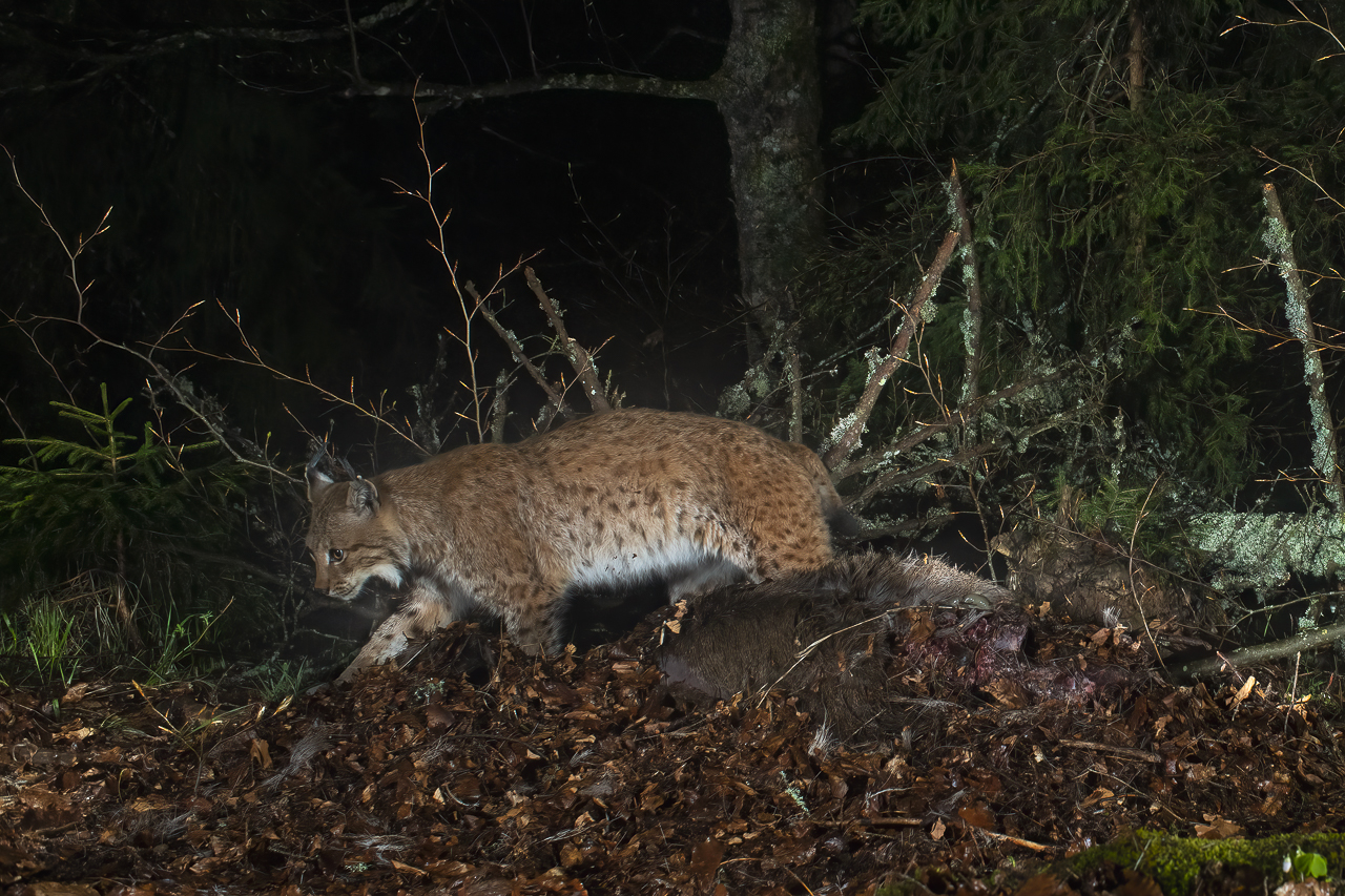 Luchs in freier Natur