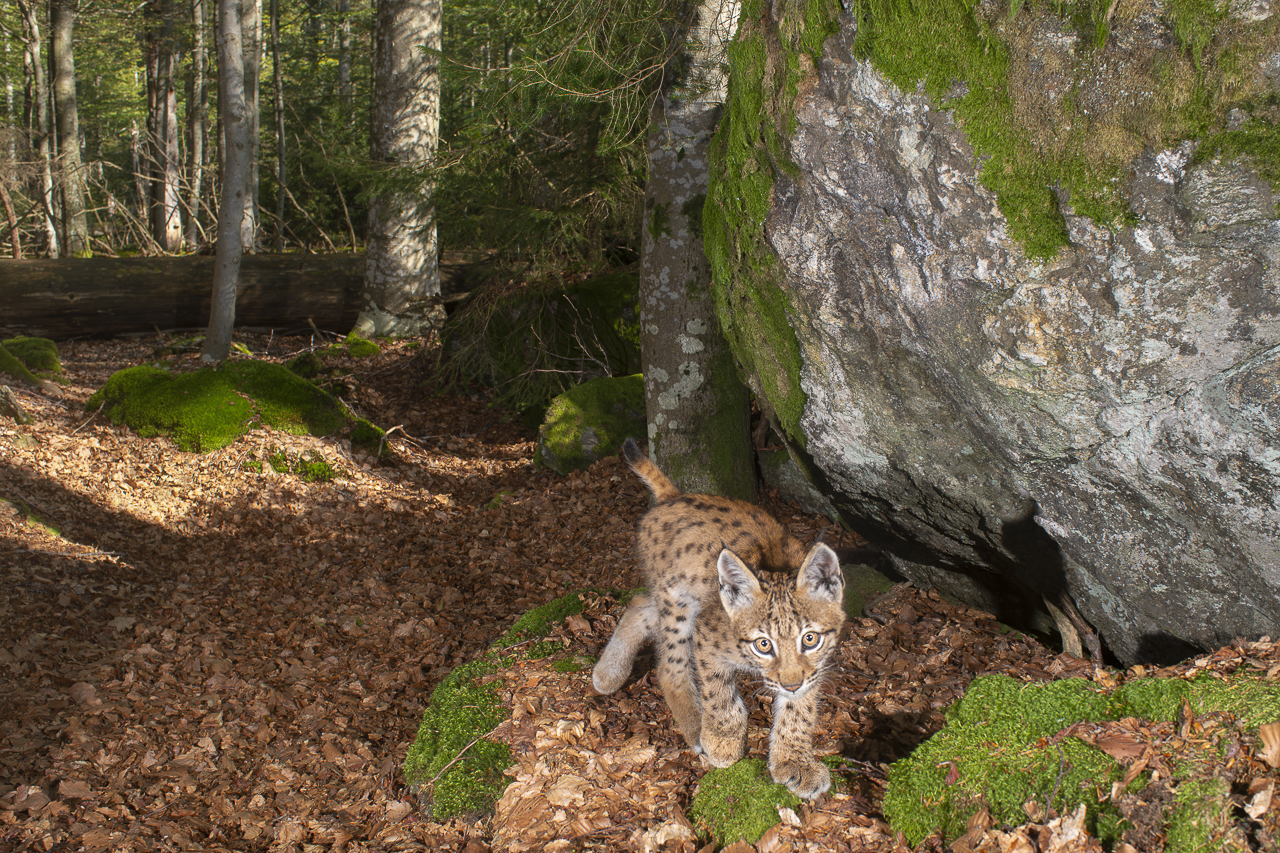 Luchs in freier Natur