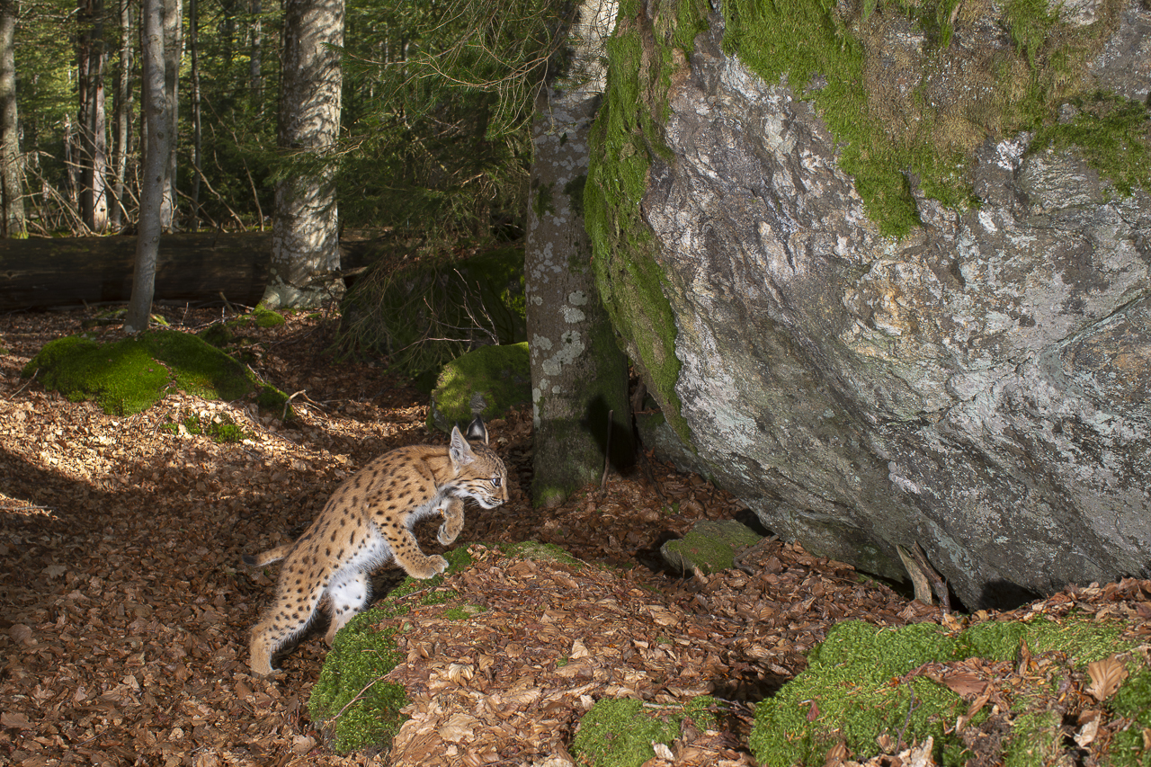 Luchs in freier Natur