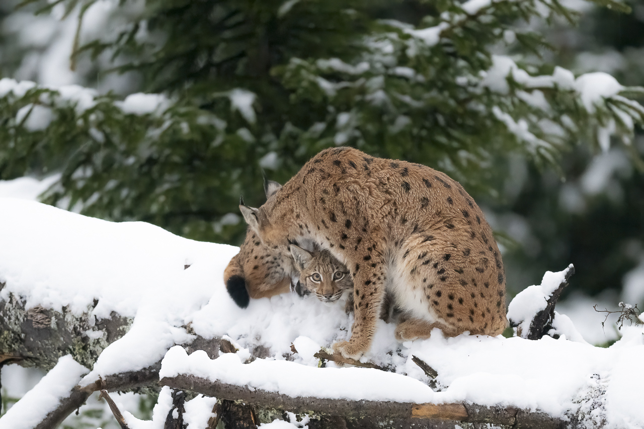 Luchs in freier Natur