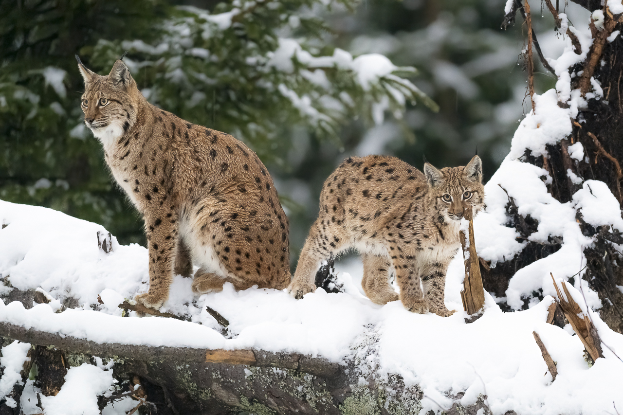 Luchs in freier Natur
