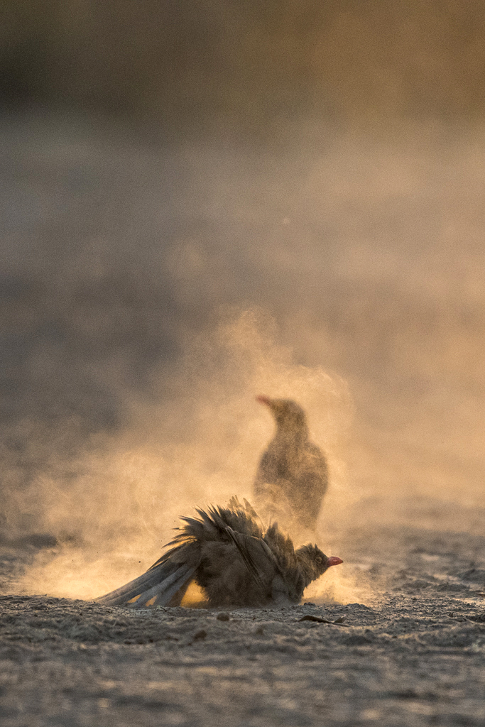 Farben und Formen am Luangwa