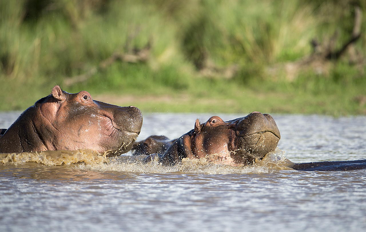 Regenzeit in der Mara