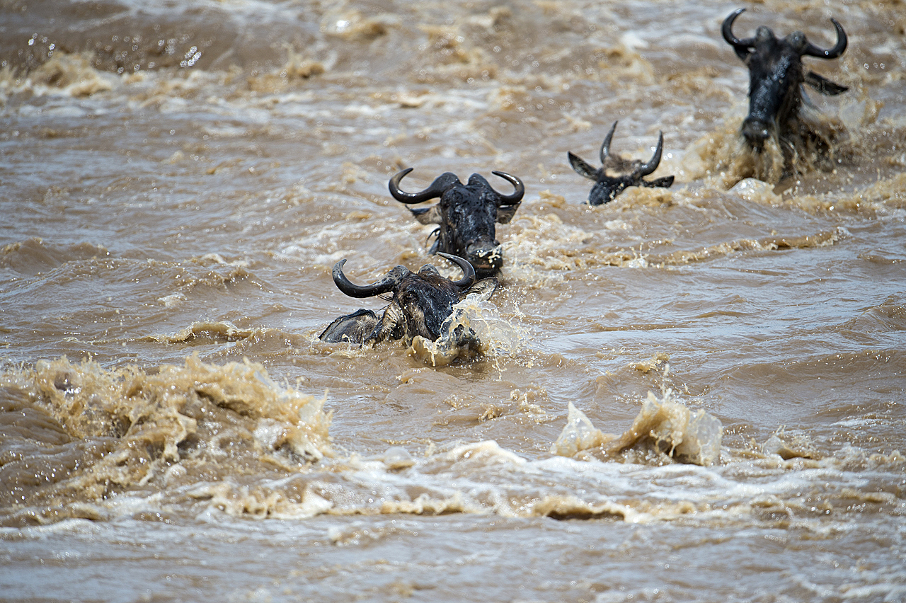 Regenzeit in der Mara