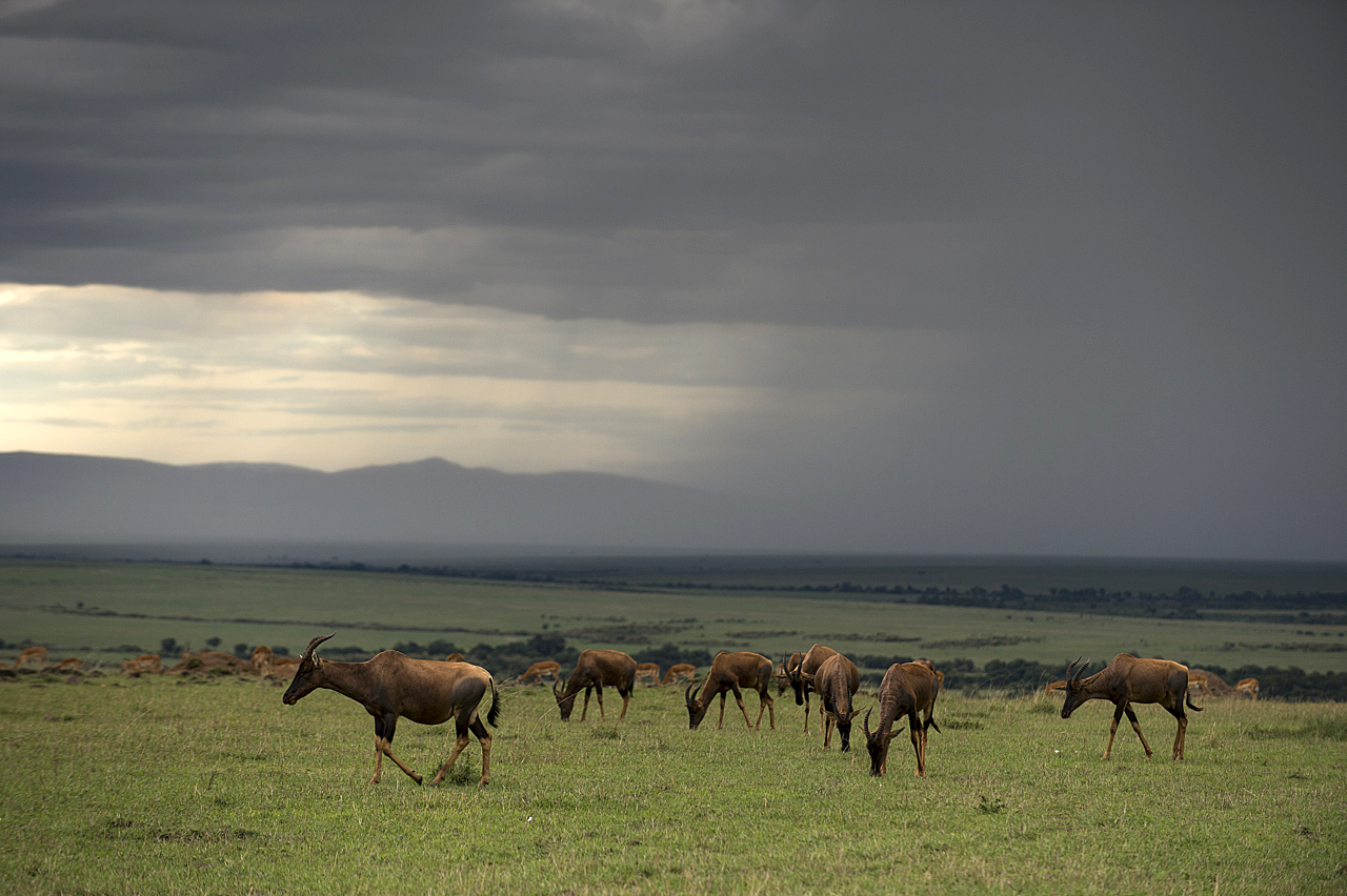 Regenzeit in der Mara