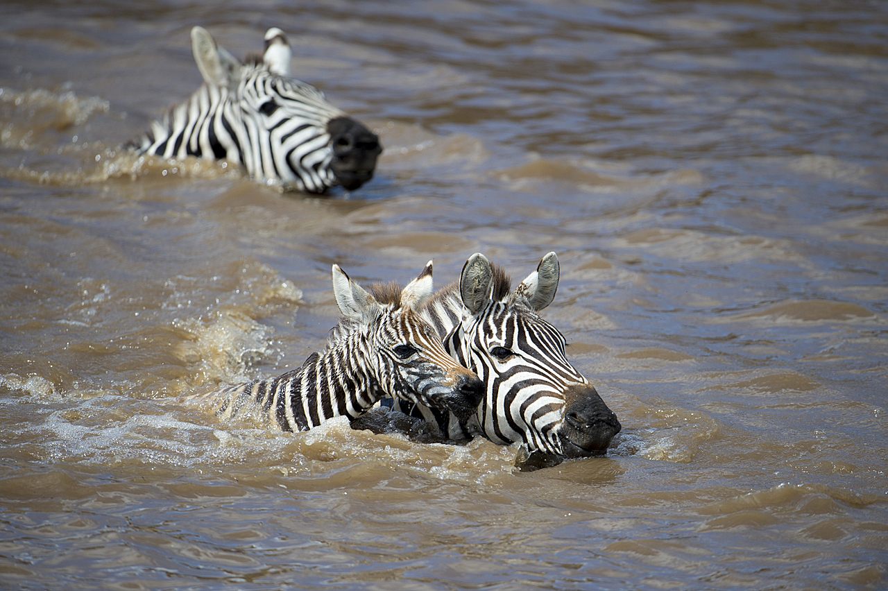 Regenzeit in der Mara