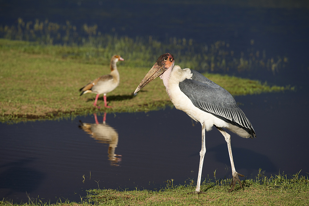 Regenzeit in der Mara