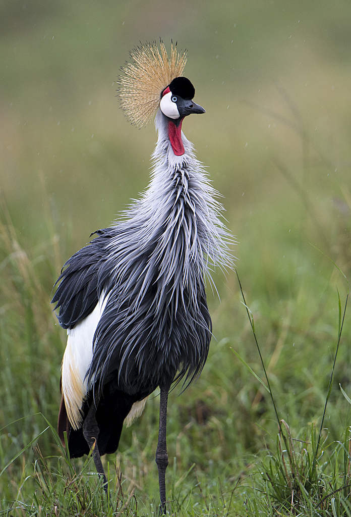 Regenzeit in der Mara