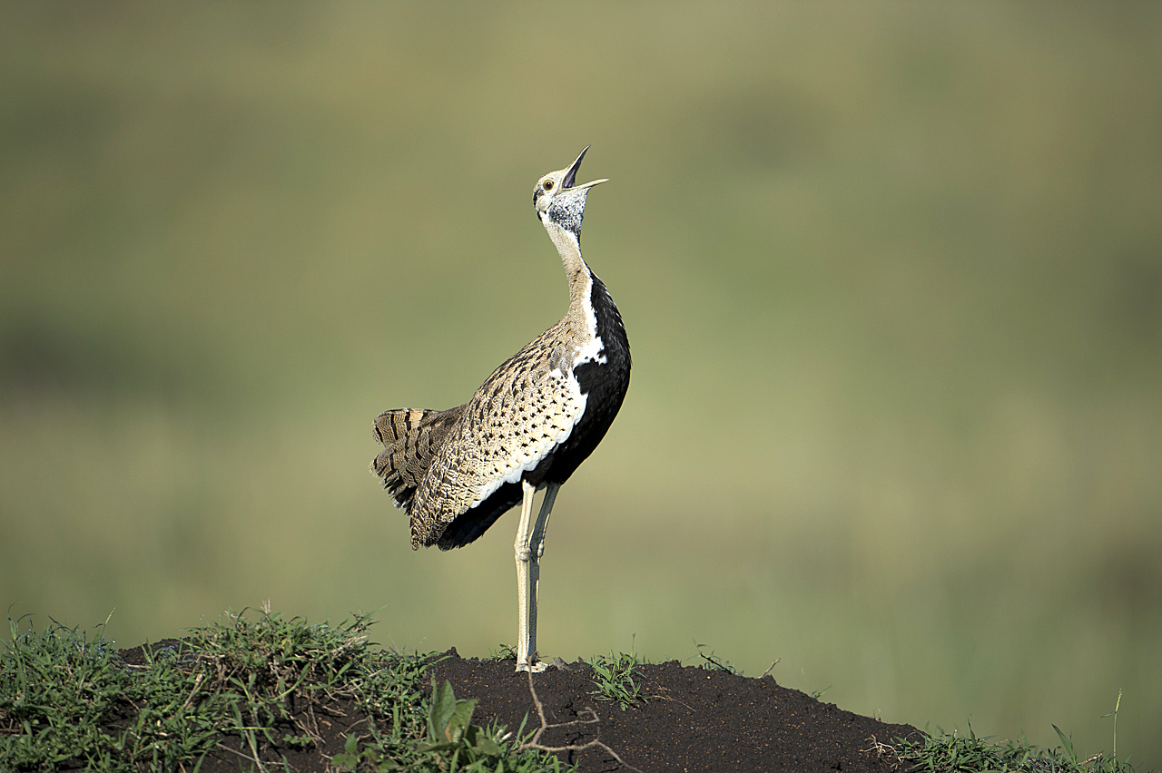 Regenzeit in der Mara