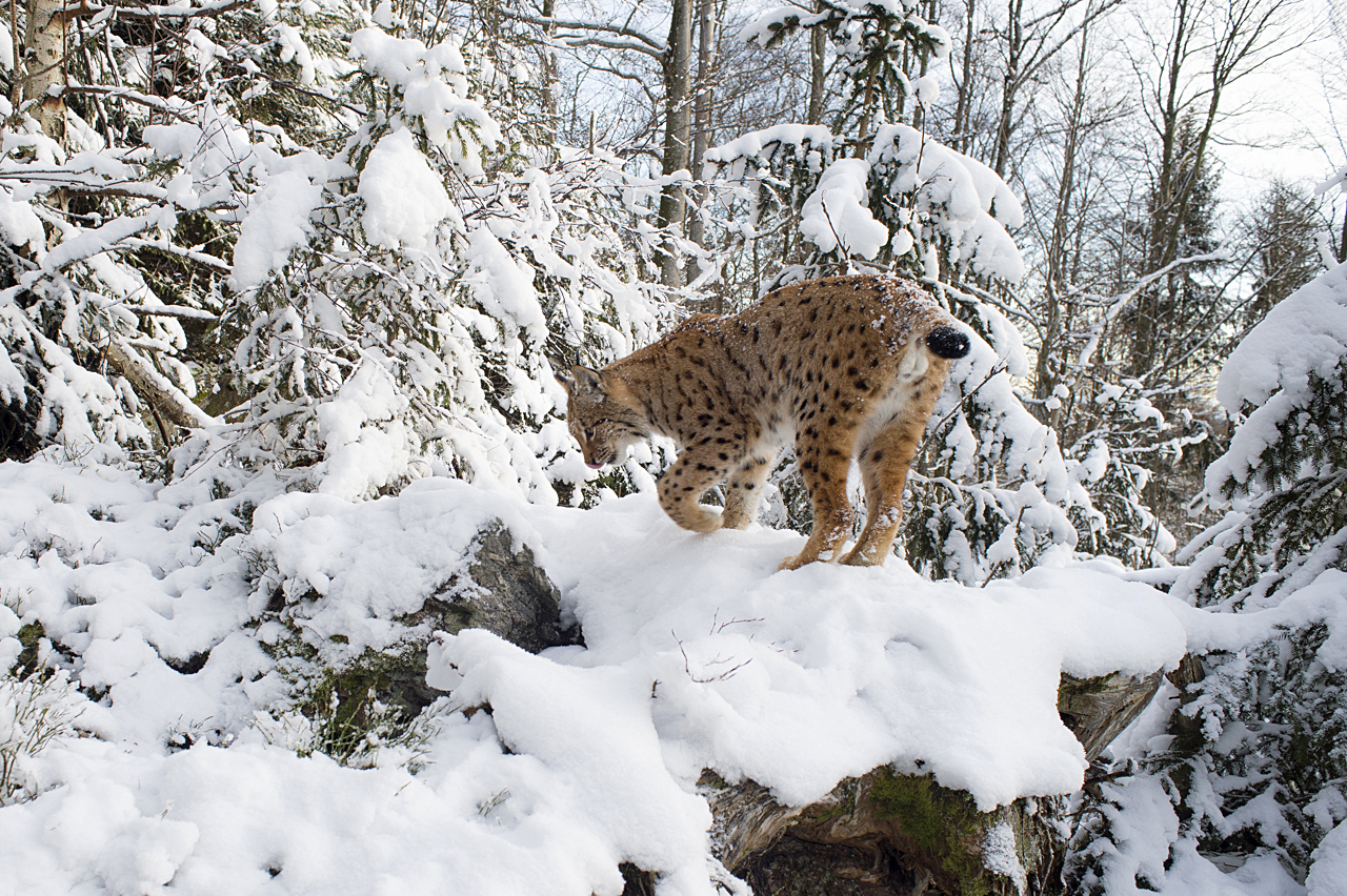Luchs in freier Natur