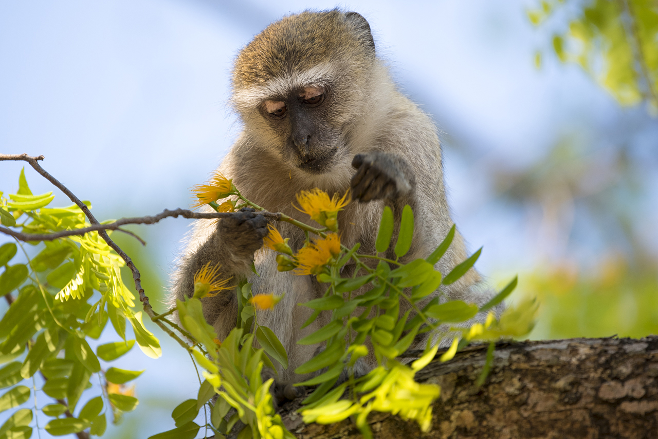 Farben und Formen am Luangwa