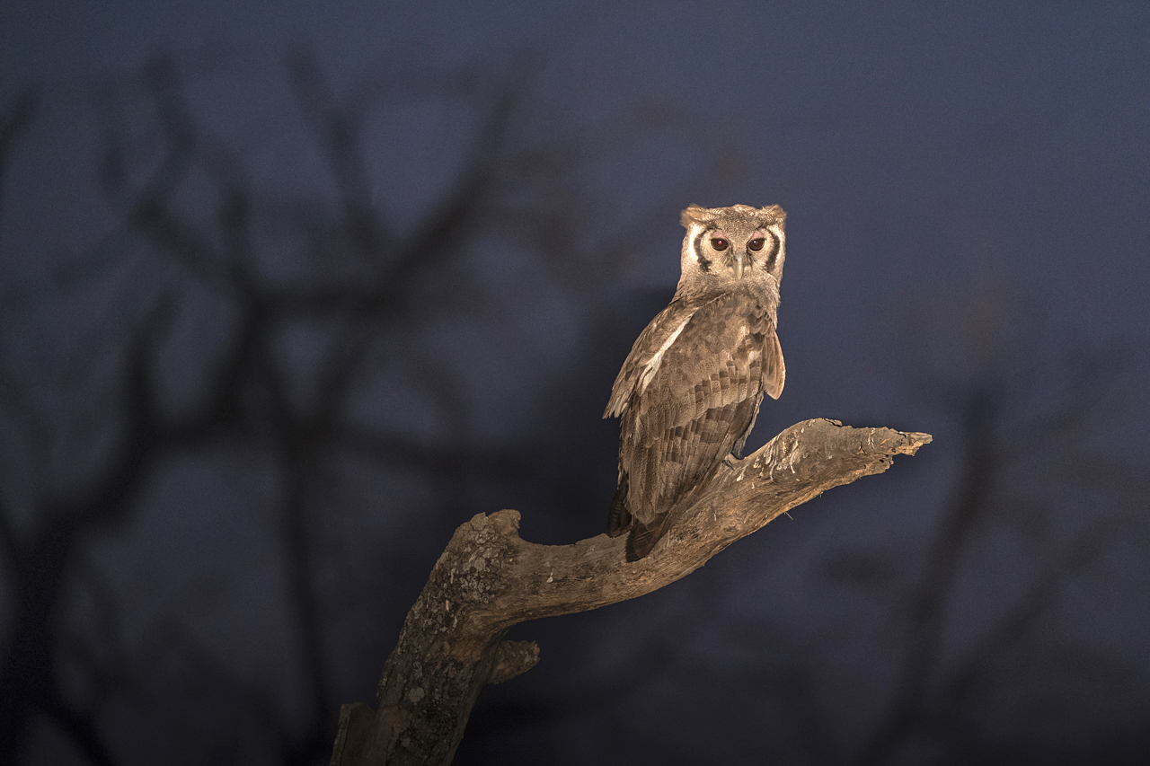 Farben und Formen am Luangwa
