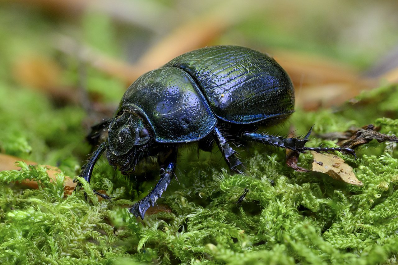 Wald - Raum für natürliche Zusammenhänge