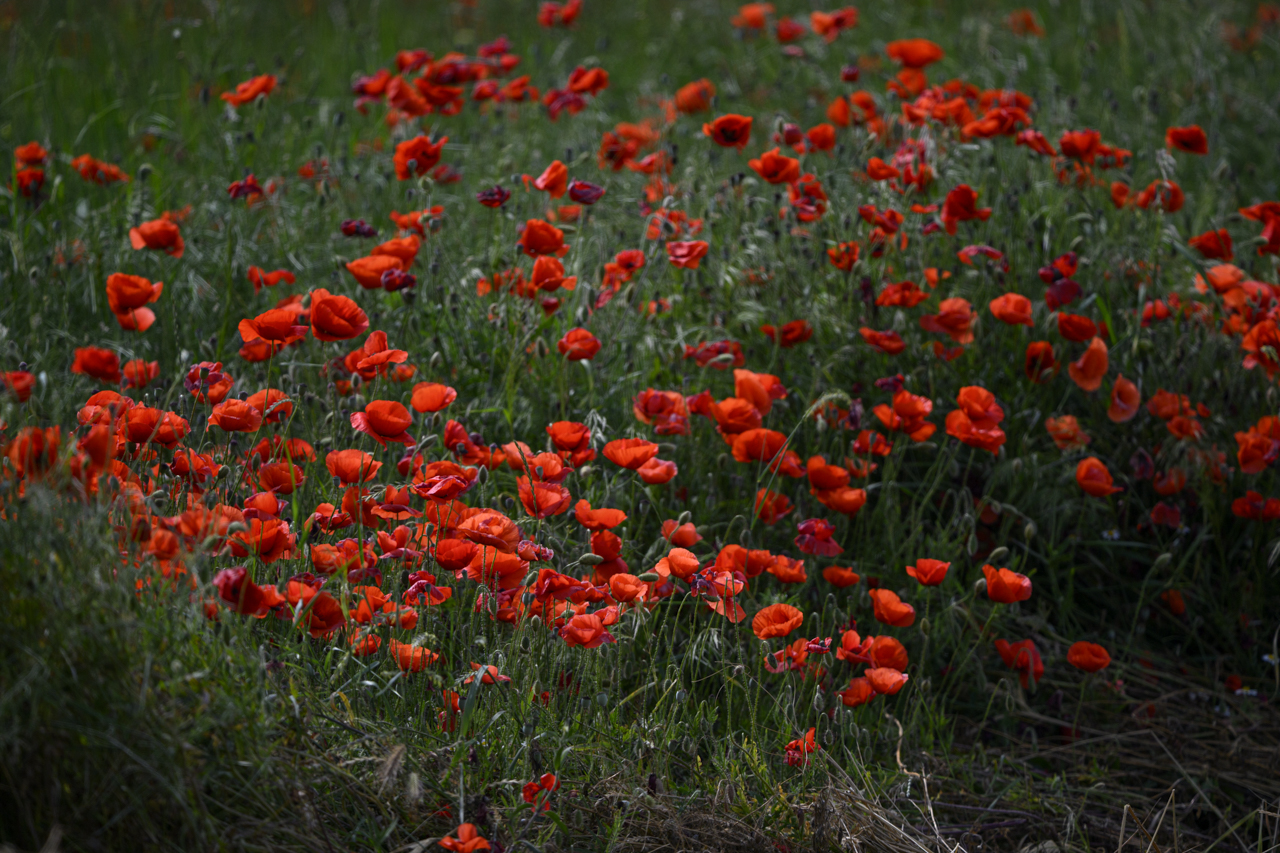 Tag-und-Nacht-Feuerwerk