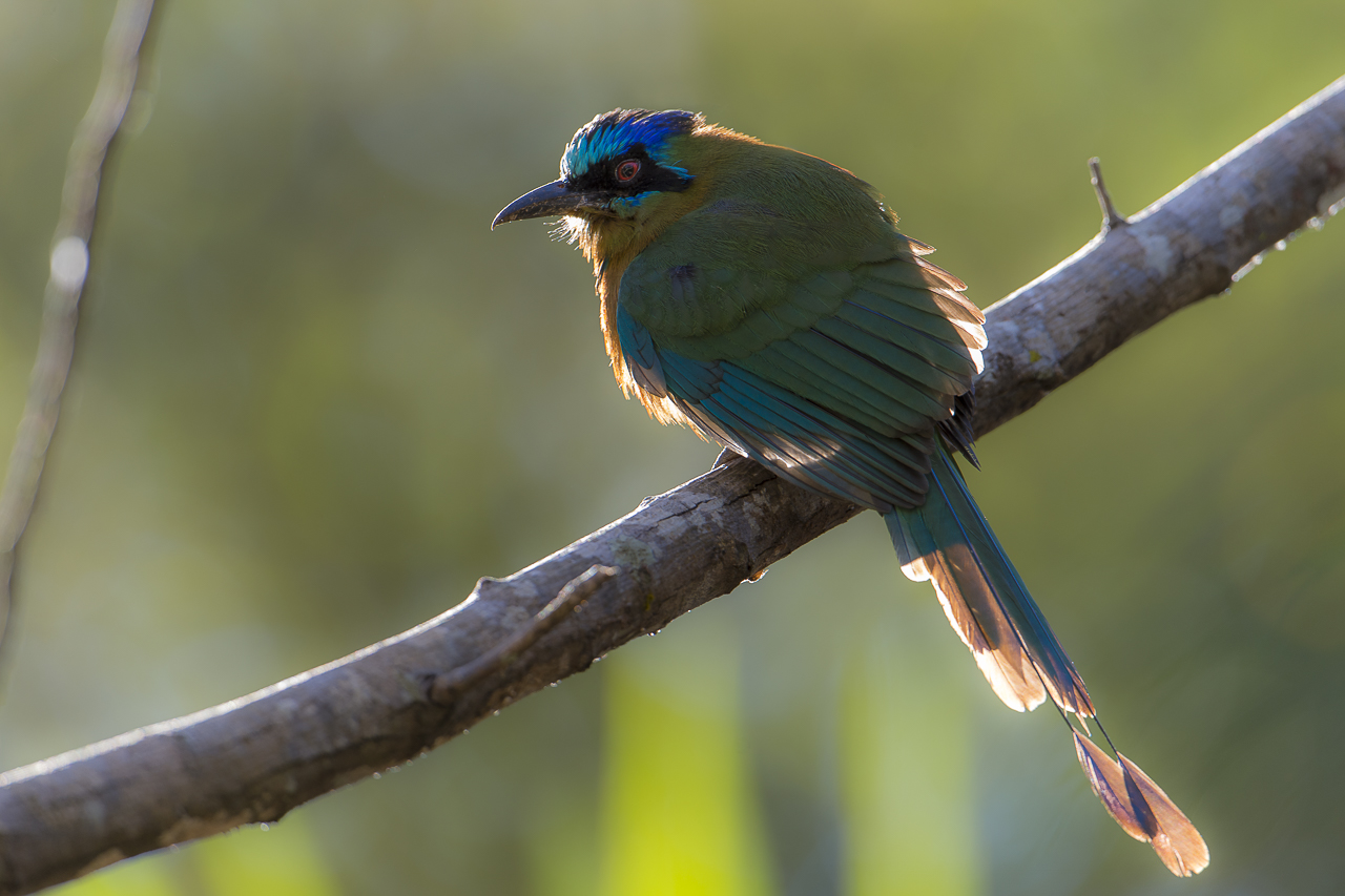 Bunt wie ein Papagei